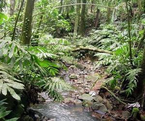 Photo 5 - Serenity Rainforest Retreat